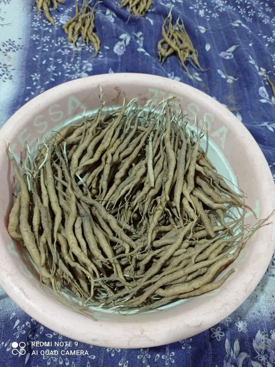 آنغوزه.نشاء|خدمات باغبانی و درختکاری|کاشمر, |دیوار