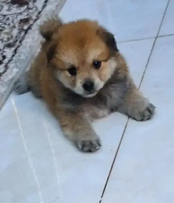 سگ پامر اشپیتز فروش فوری|سگ|کرمان, |دیوار