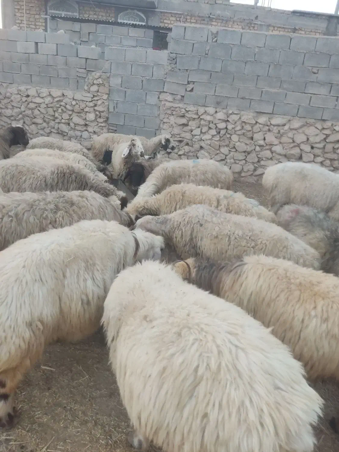 فروش 110 عدد میش ترکی درجه یک|حیوانات مزرعه|فراشبند, |دیوار