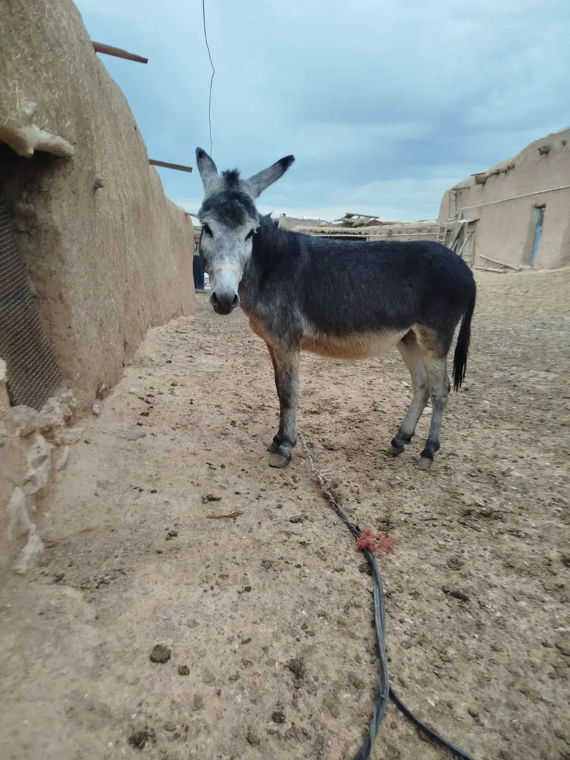 الاغ|حیوانات مزرعه|کرانی, |دیوار