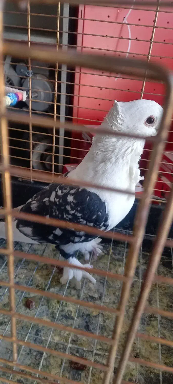 کفتر زینتی و بدون غلط|پرنده|خاوران, |دیوار