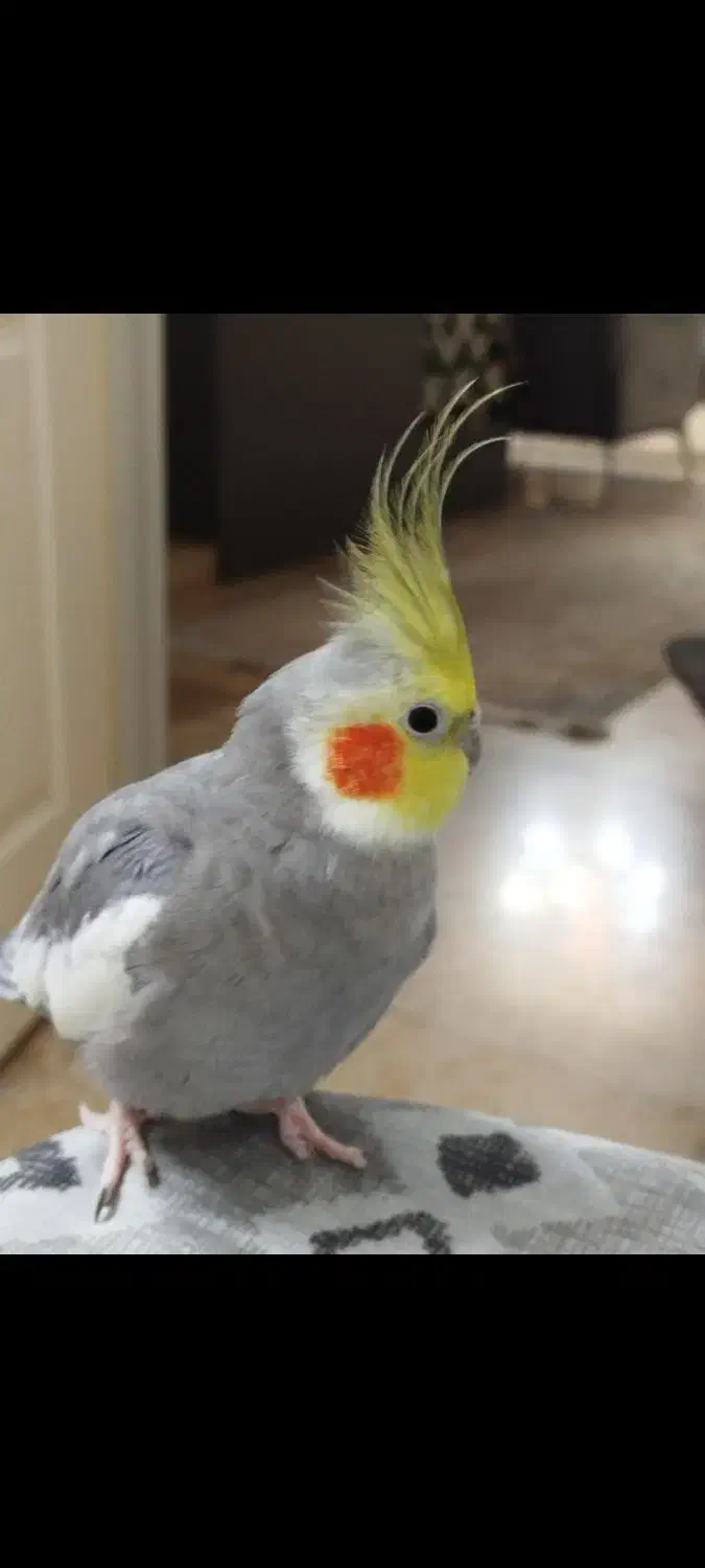 عروس هلندی با قفس و تجهیزات|پرنده|کهریزک, |دیوار