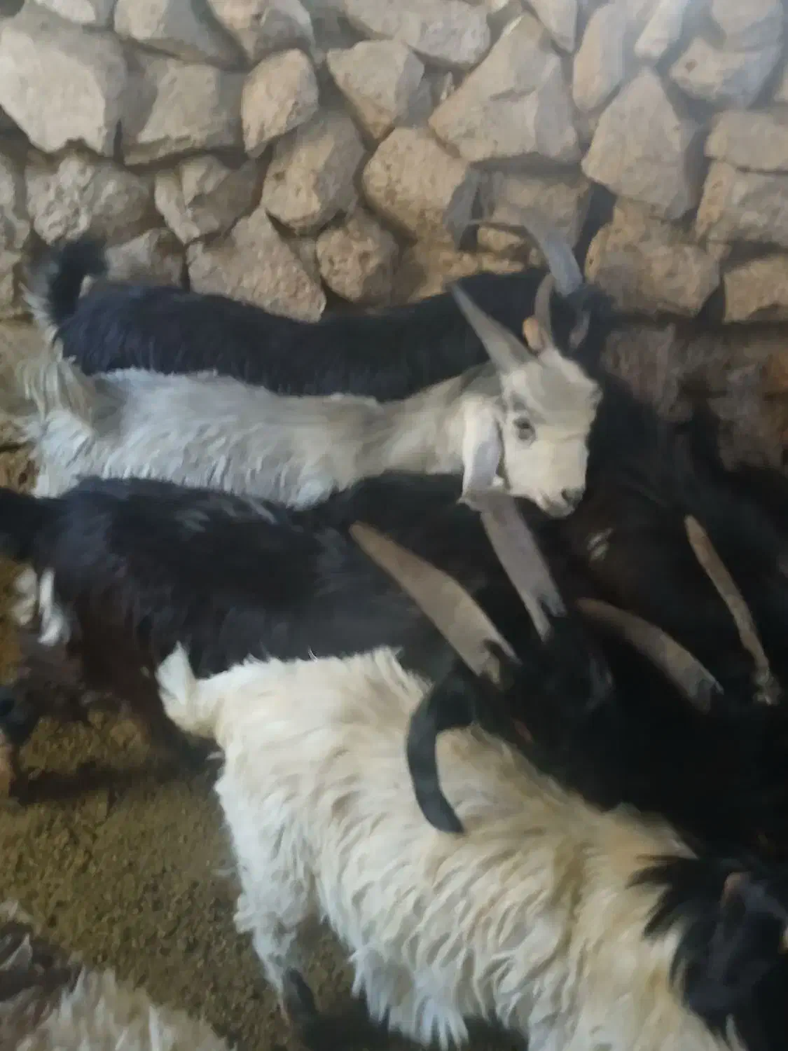 کهره نر چاق|حیوانات مزرعه|بیضا, |دیوار