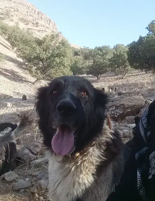 سگ قدریجونی نر|سگ|شوشتر, |دیوار