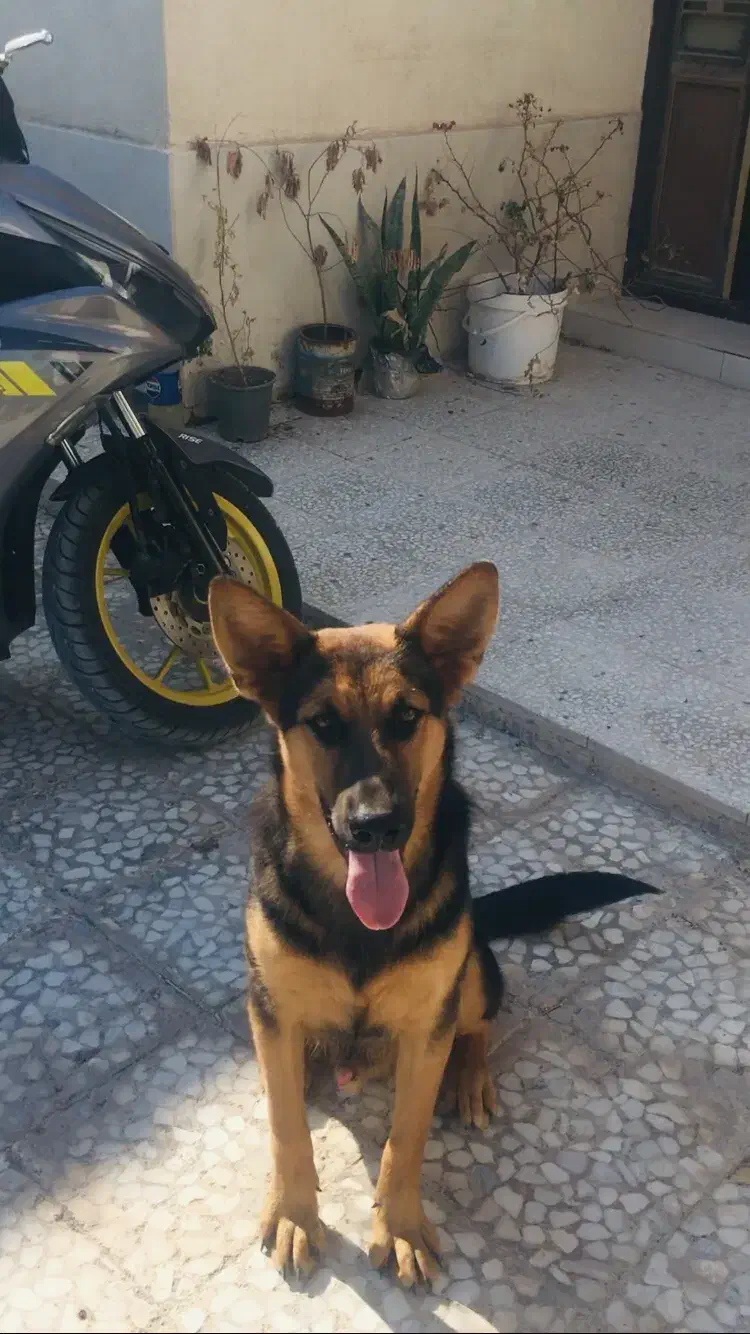 ژرمن ورک|سگ|بندرلنگه, |دیوار