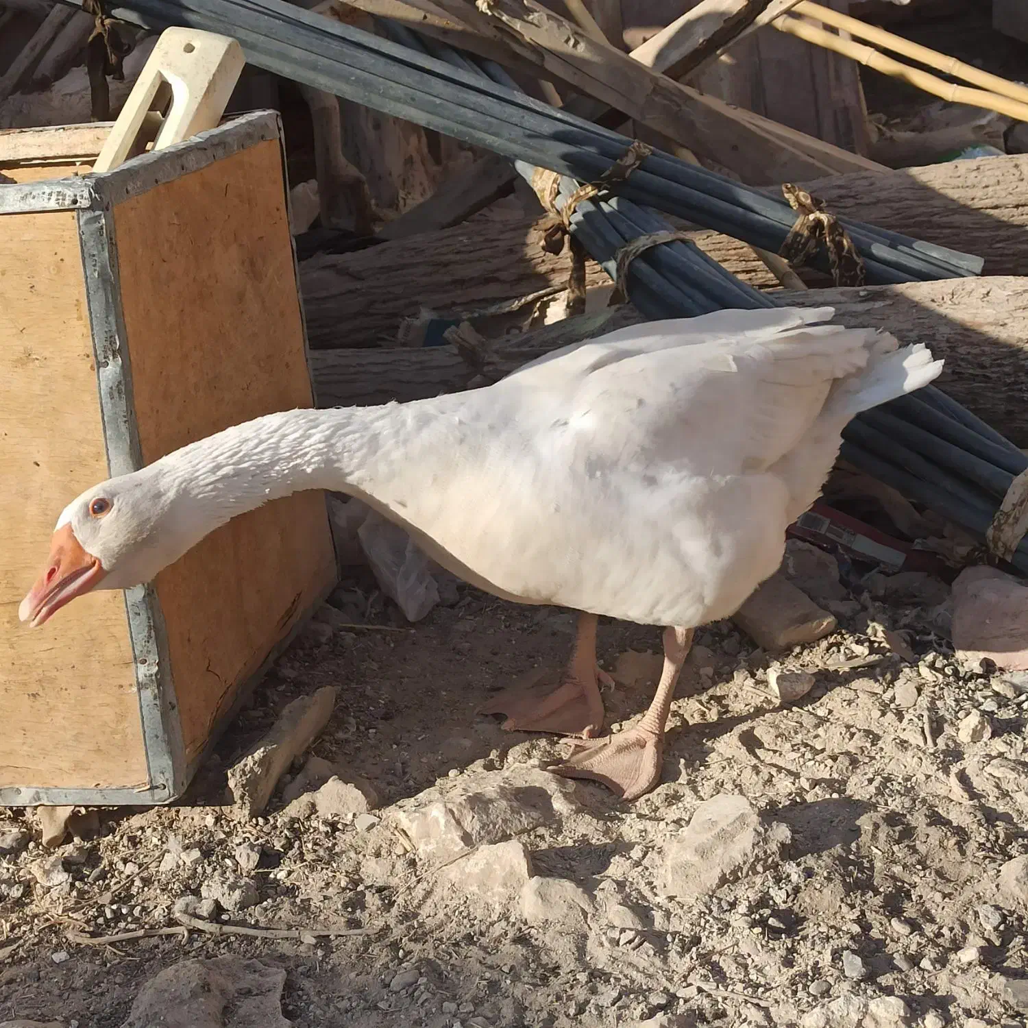 بت یا غاز|حیوانات مزرعه|زابل, |دیوار