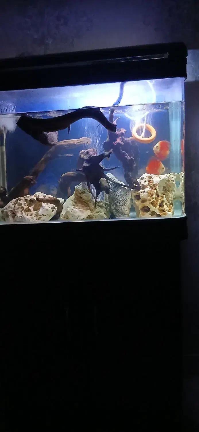 اکواریوم ماهیران کامل باماهی|ماهی|وحیدیه, |دیوار