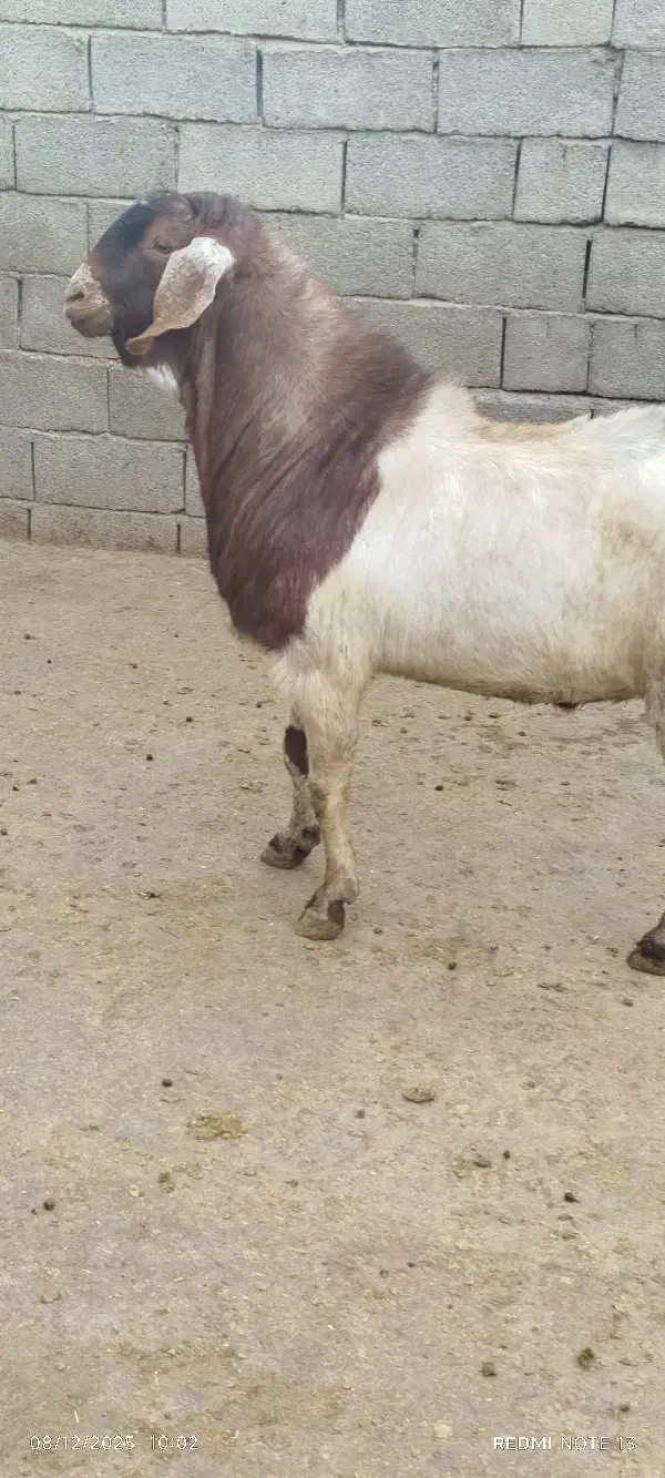 نر بز اصیل|حیوانات مزرعه|کنگاور, |دیوار