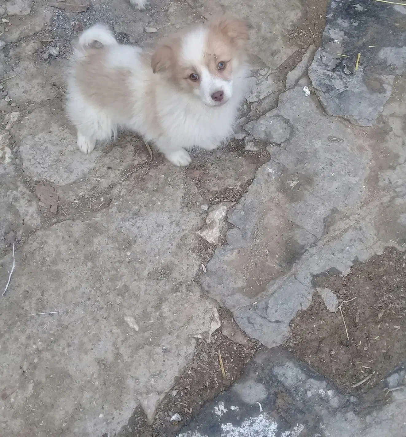 سگ پاکوتاه|سگ|جونقان, |دیوار