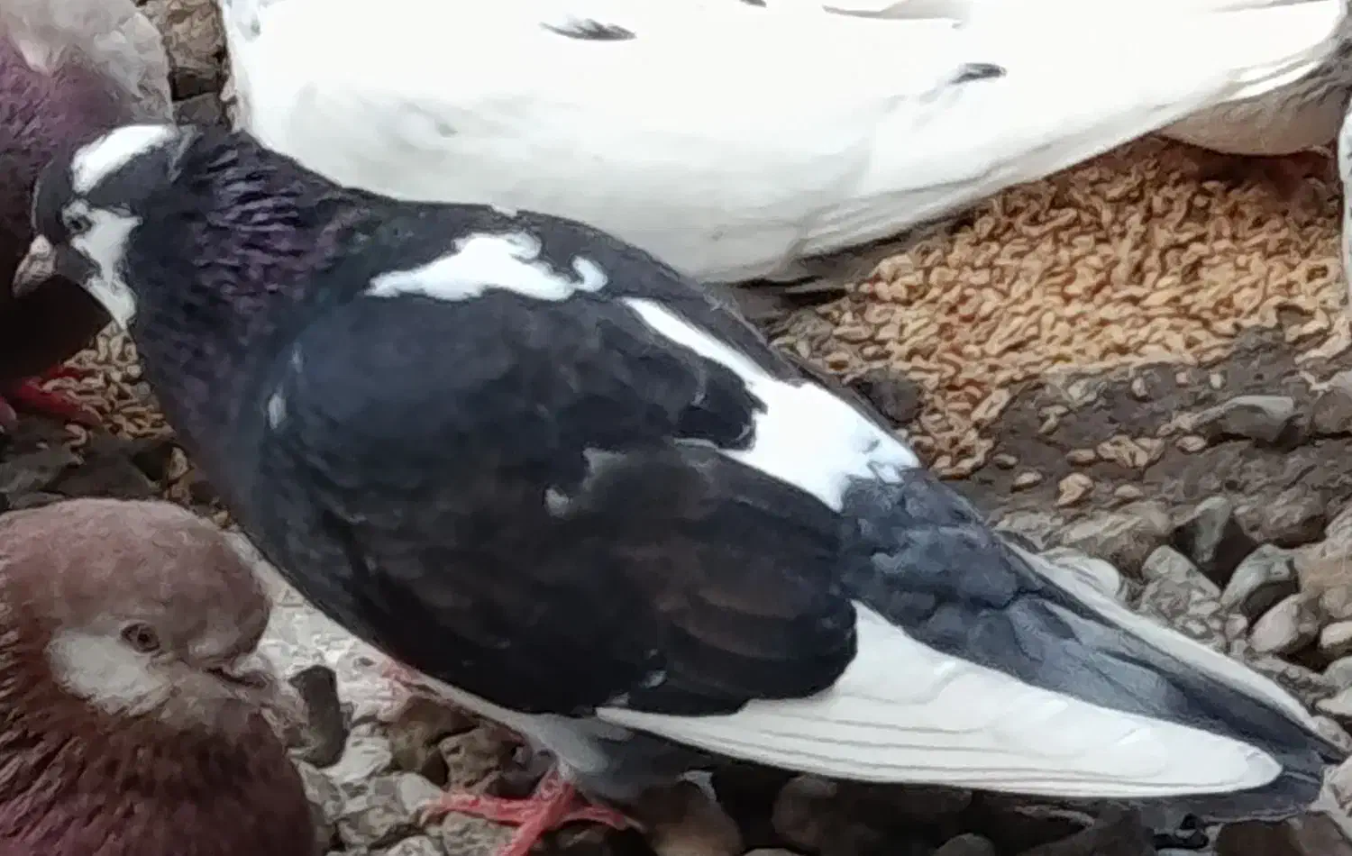 کبوتر معامله|حیوانات|سیرجان, |دیوار