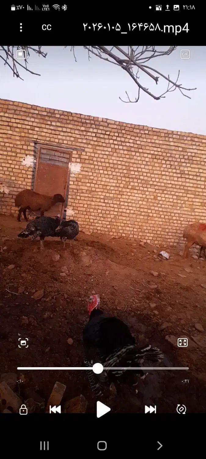 بوقلمون|حیوانات مزرعه|تربت جام, میان جام|دیوار