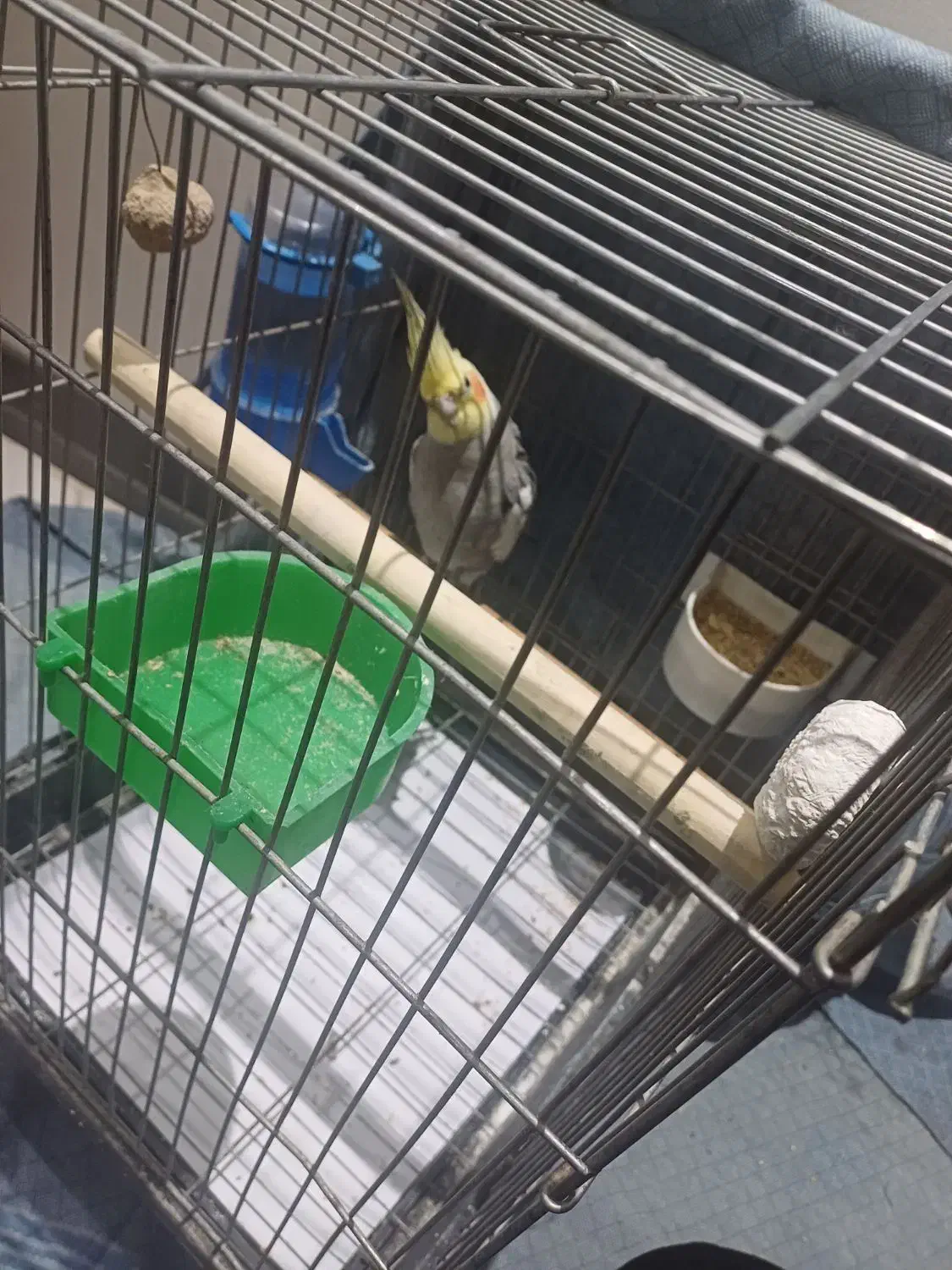 عروس هلندی نر سخنگو|پرنده|ری, علایین|دیوار