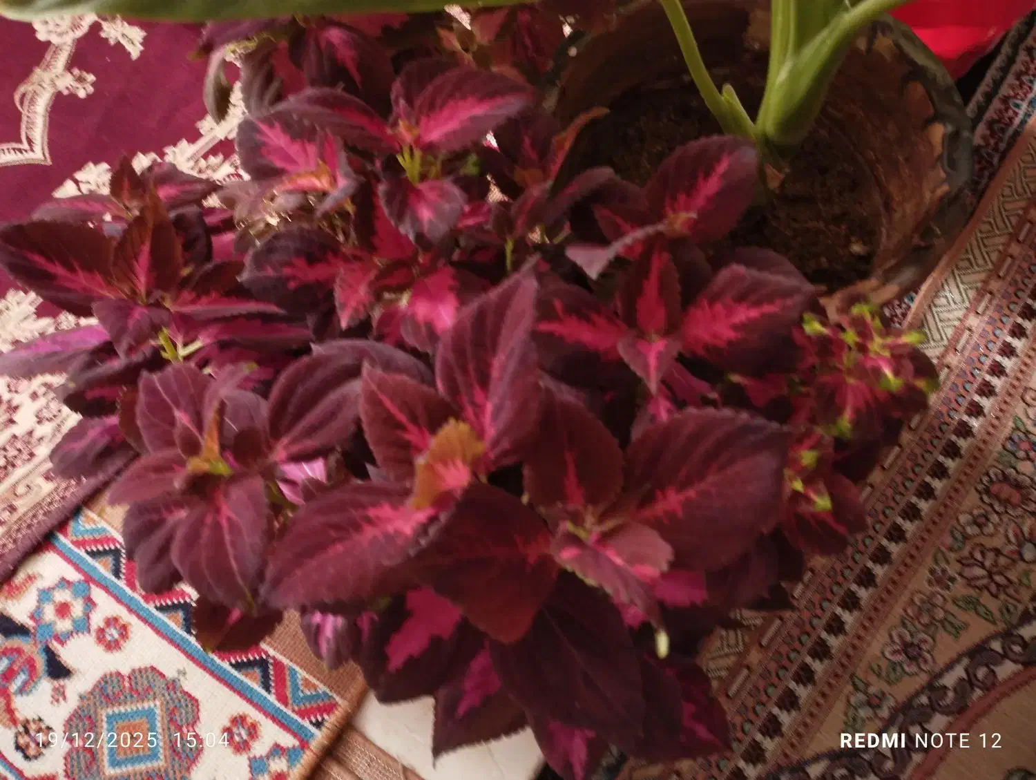 گل‌و‌گیاه‌طبیعی‌|گل و گیاه طبیعی|بروجرد, |دیوار