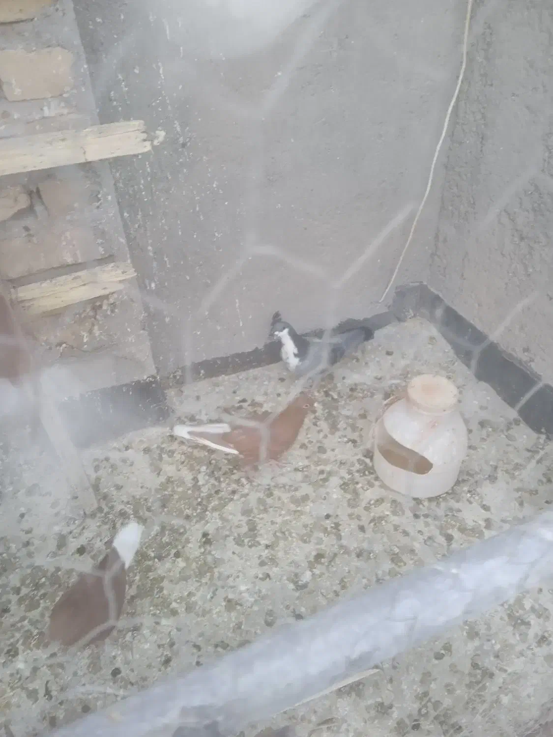 چندتا رنگه ماده|پرنده|تربت‌حیدریه, اندیشه|دیوار