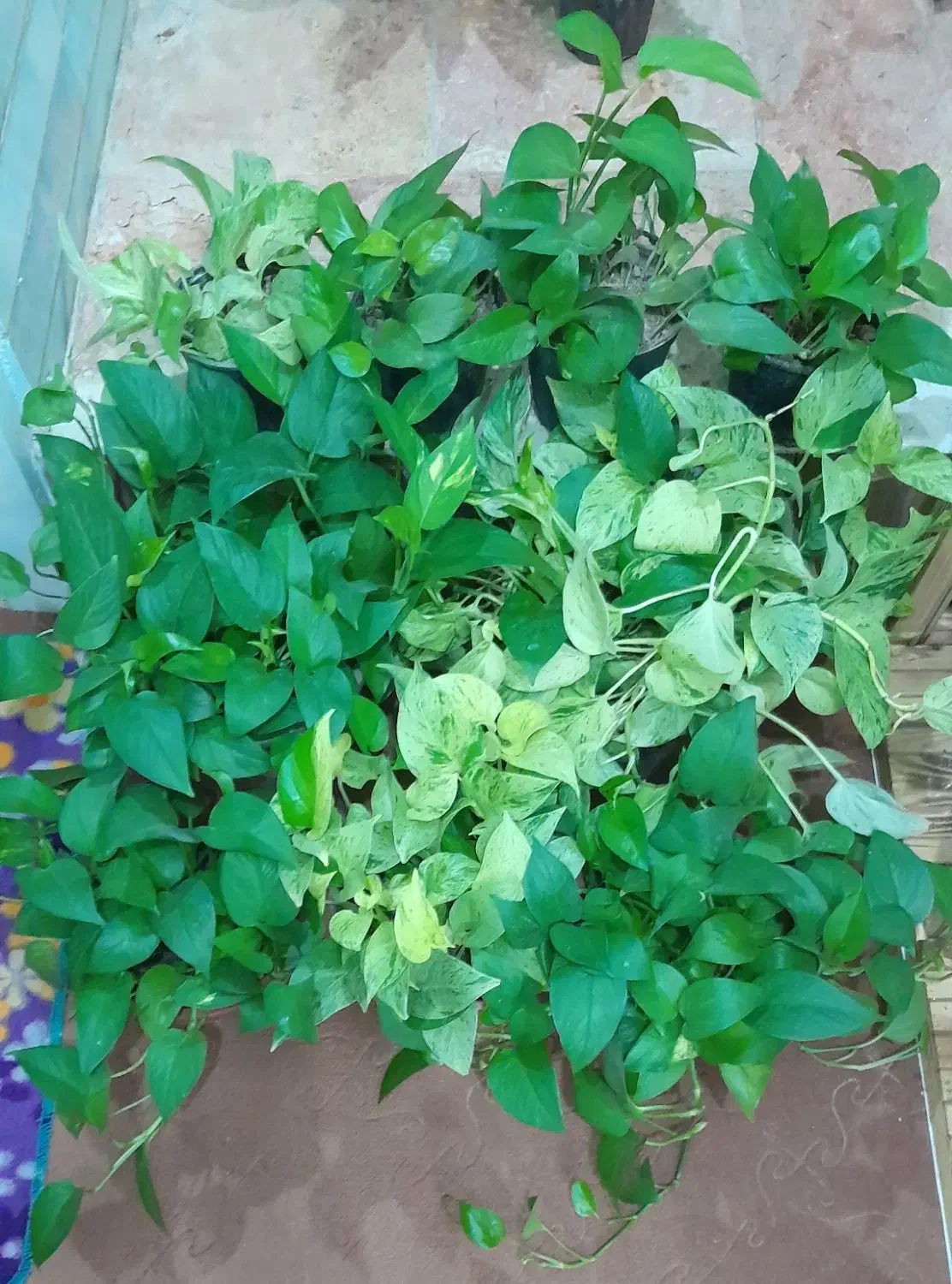 گل۱|گل و گیاه طبیعی|فسا, |دیوار