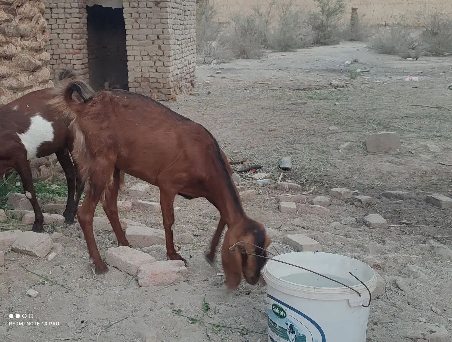 بز فروشی نسل دوتای|حیوانات مزرعه|ایرانشهر, |دیوار