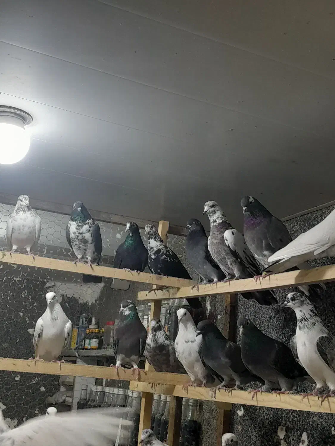 کبوتریکجایی|پرنده|قائم‌شهر, |دیوار