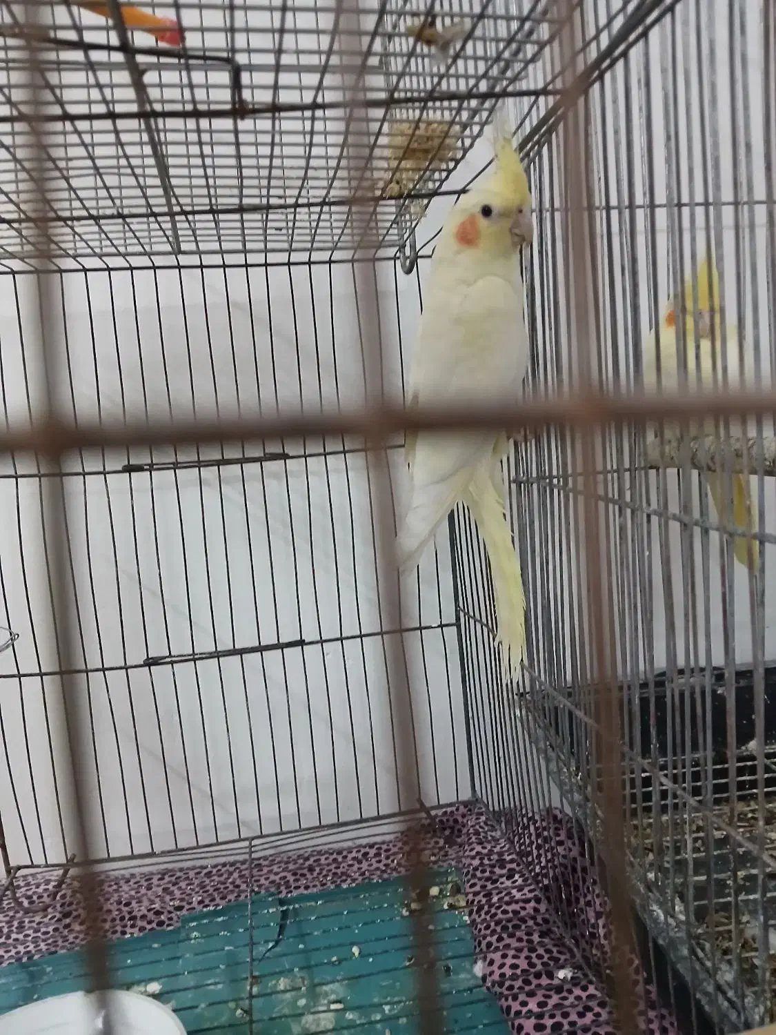 جوجه عروس|پرنده|اسلام‌شهر, مظفریه|دیوار