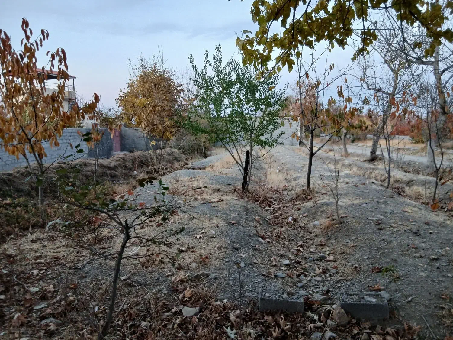 فروش زمین کشاورزی|فروش زمین و ملک کلنگی|گلمکان, |دیوار