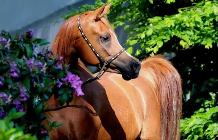 خریدو فروش انواع اسب ایرانی|اسب و تجهیزات اسبسواری|کرمانشاه, |دیوار