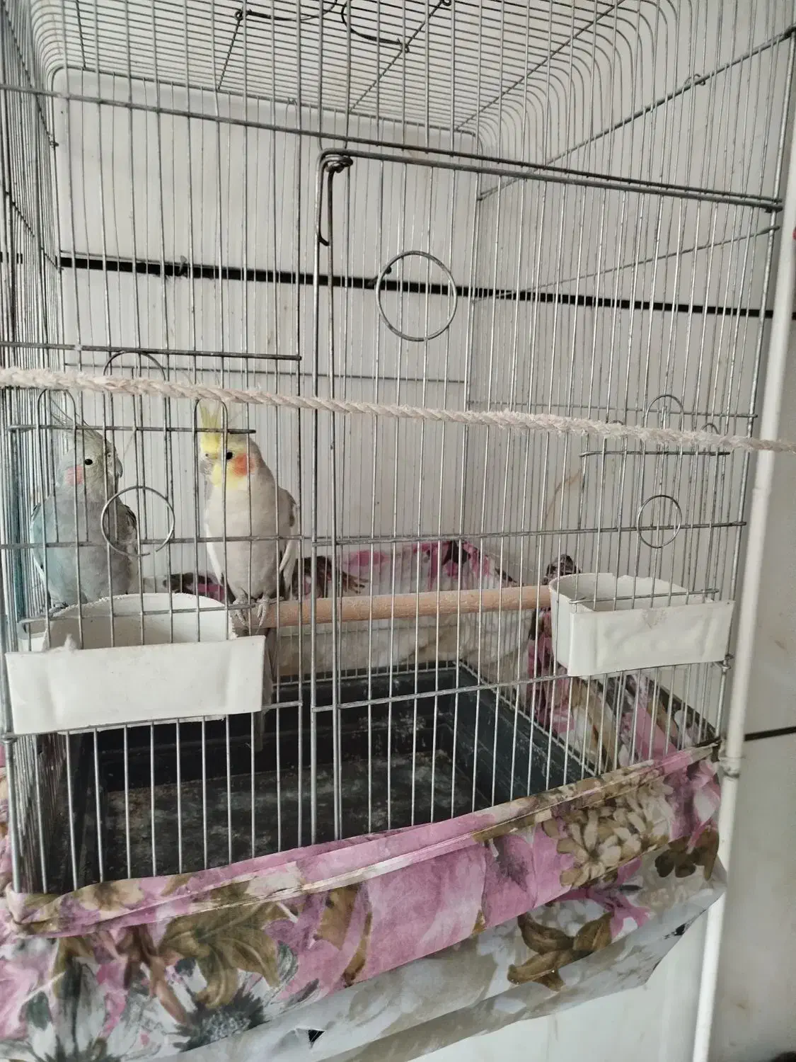 طوطی عروس نرو ماده|پرنده|محمدیه-قزوین, |دیوار