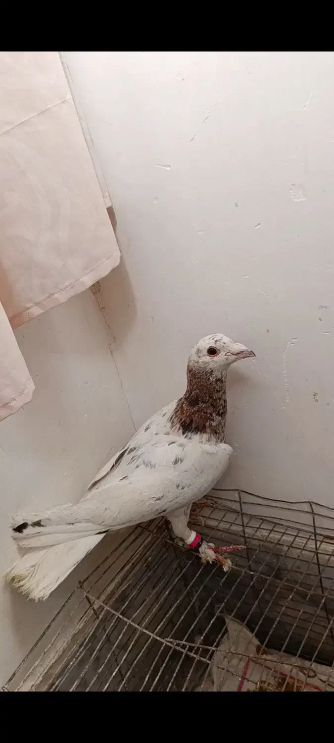 کفتر کله هما هفرنگ گمشده|پرنده|سبزوار, غرب نیروگاه|دیوار