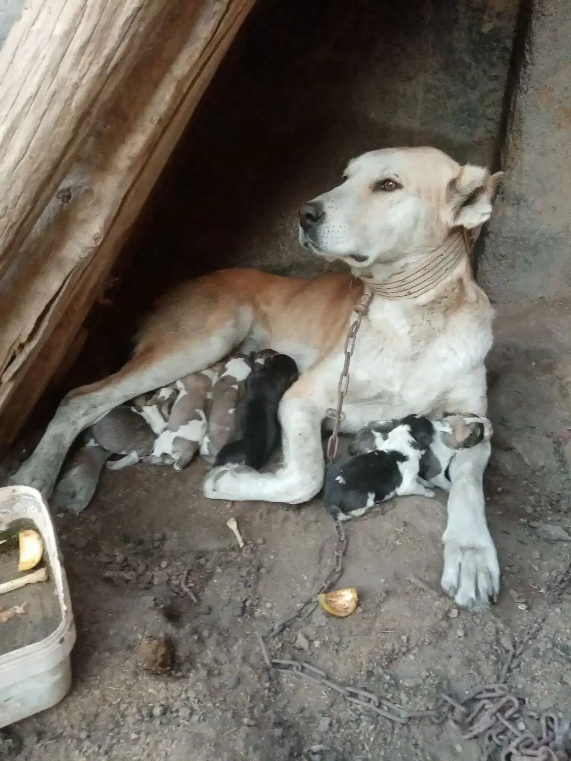 سگ ماده|سگ|چناران, |دیوار