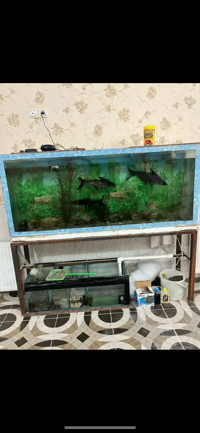 اکواریوم|ماهی|اردکان, |دیوار