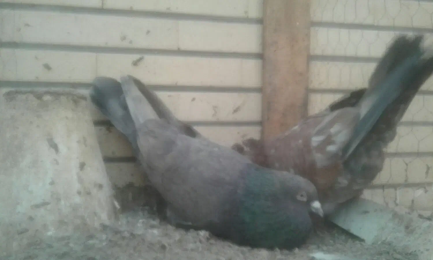 کبوتر جفت کله ای هندی|پرنده|شاهین‌شهر, خبرنگار|دیوار