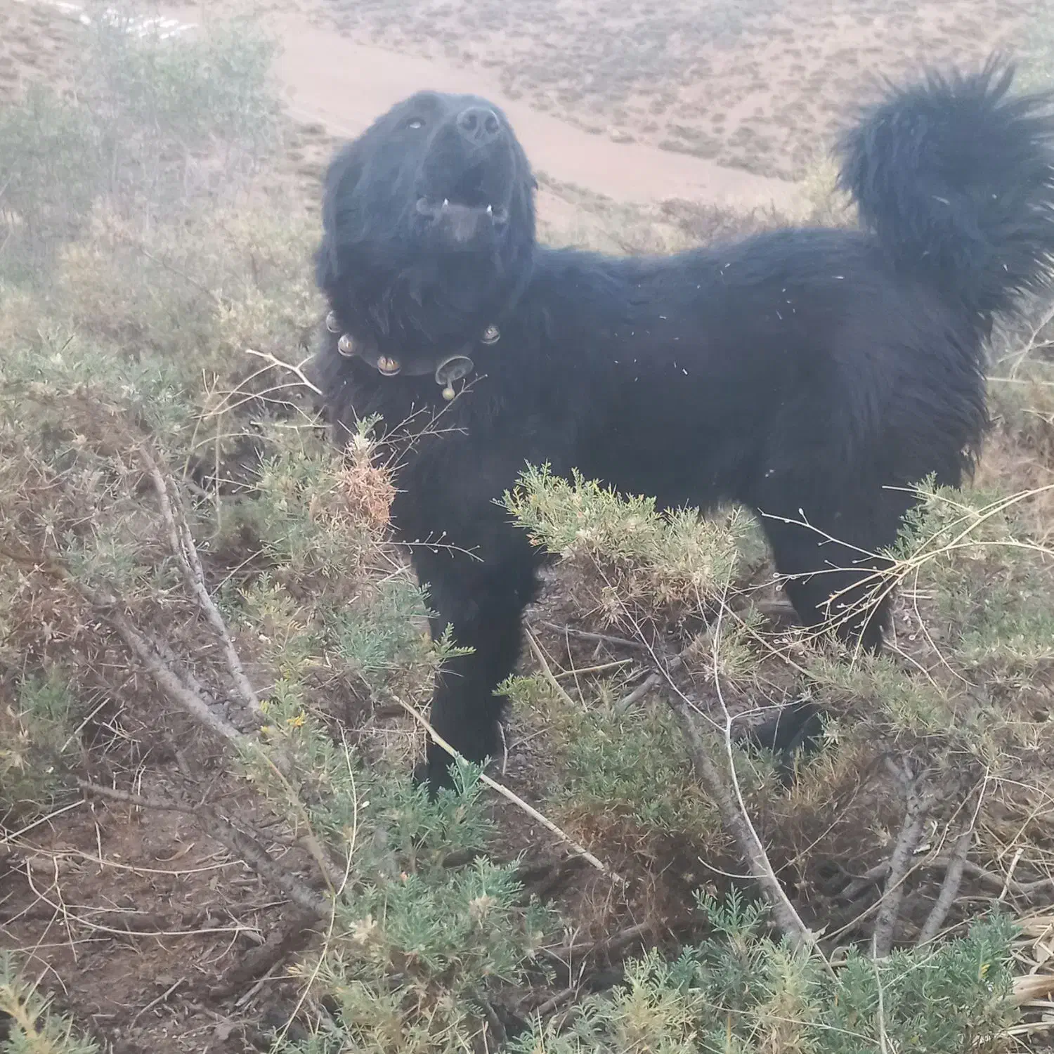 دوتا توله ۱۴ ماهه فروشی قیمت توافقی|سگ|فریدونشهر, |دیوار