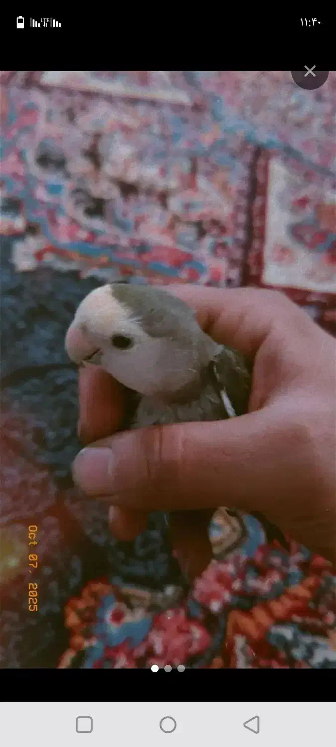 ارام و بامزه|پرنده|مریوان, |دیوار