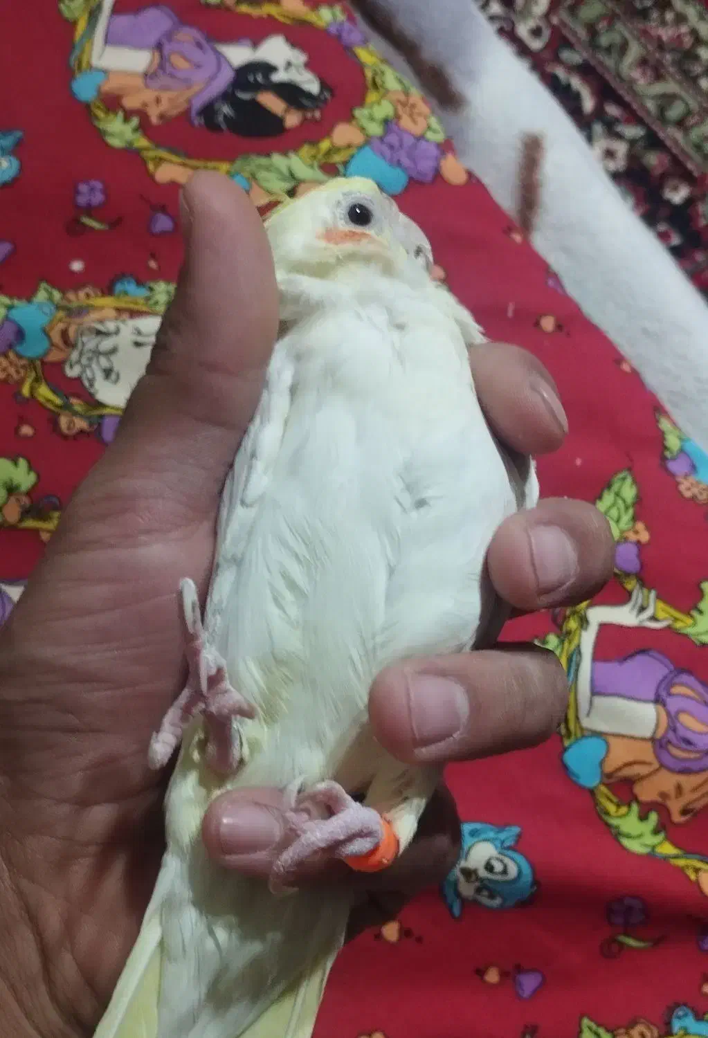 عروس هلندی|پرنده|مرند, |دیوار