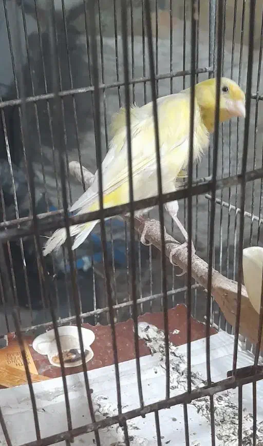 قناری ماده آماده پا بلند|پرنده|قرچک, قشلاق جیتو|دیوار