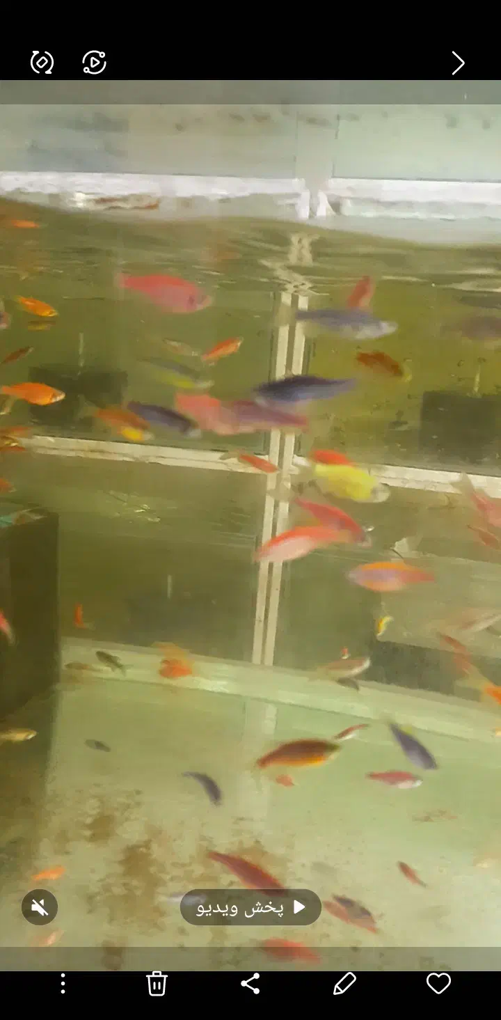 ماهی  زبرا گوپی کت|ماهی|مشهد, کاظم آباد|دیوار