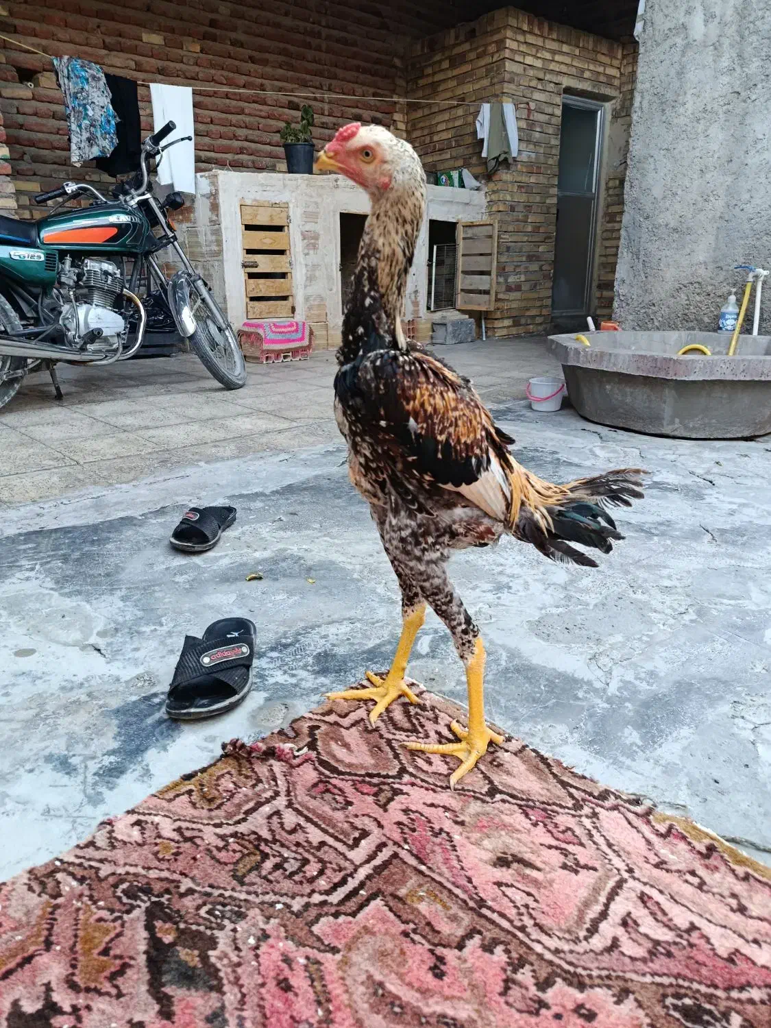 جوجه لاری اوشامو|حیوانات مزرعه|ممقان, |دیوار