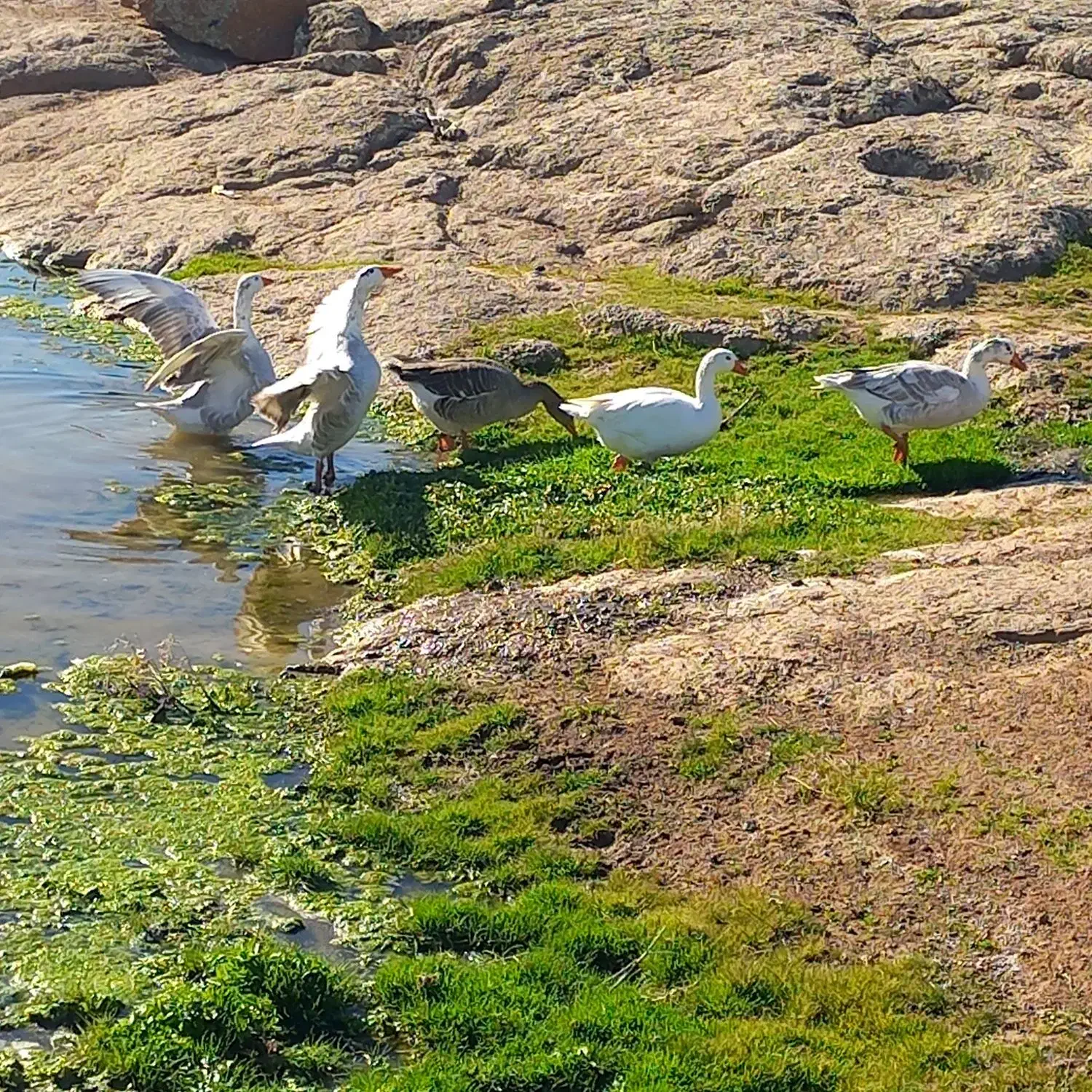 دو عدد غاز هر کدوم ب قیمت یکو ششصد|حیوانات مزرعه|ارشق, |دیوار