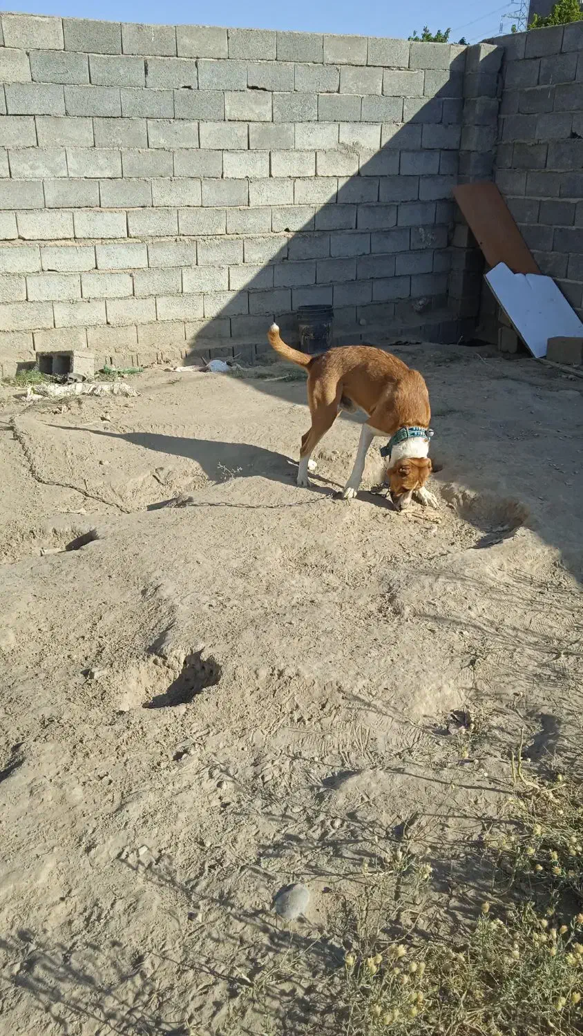 سگ افقانی ۲ساله معاوضه با سگ|سگ|مشهد, چهاربرج|دیوار