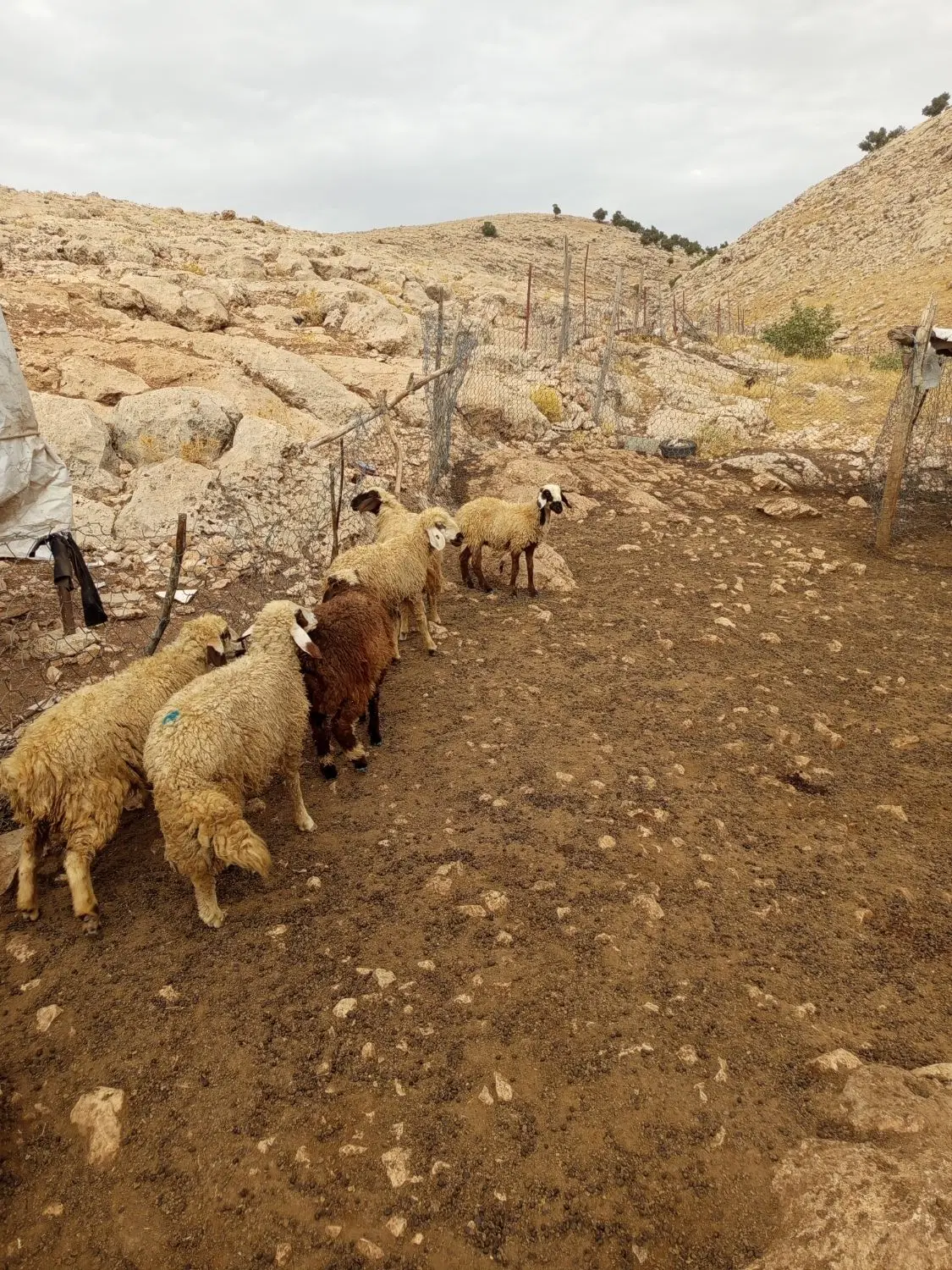 بره|حیوانات مزرعه|کارزان, |دیوار