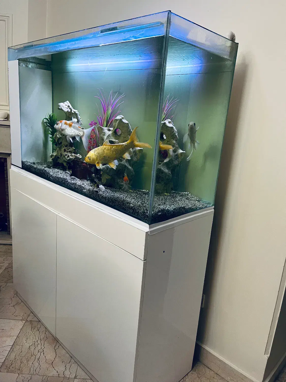 آکواریوم شیک و ساپ دار|ماهی|تهران, جنت‌آباد مرکزی|دیوار