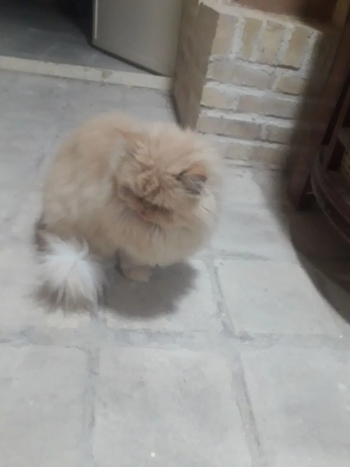 گربه پرشین|گربه|بیرجند, |دیوار