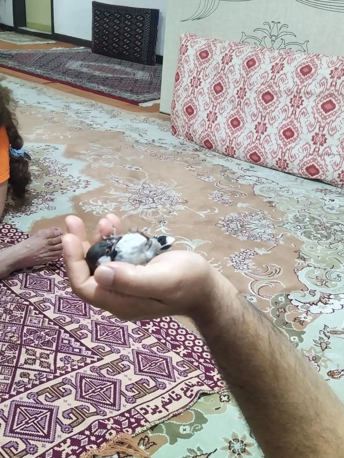 مینا|پرنده|شیراز, شاهجیان|دیوار