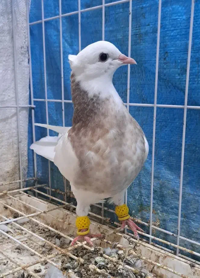 طوقی جوانه|پرنده|گنبد کاووس, |دیوار