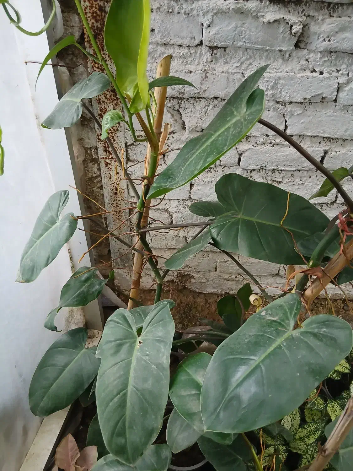 گل و گیاه|گل و گیاه طبیعی|گرگان, |دیوار