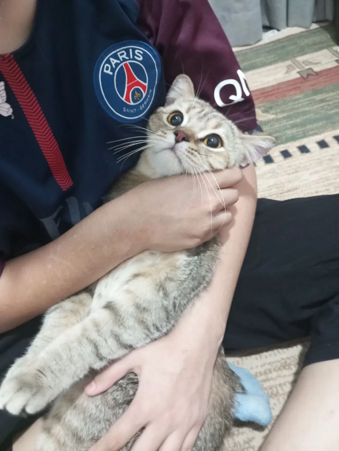 گربه  نر|گربه|جلین, |دیوار