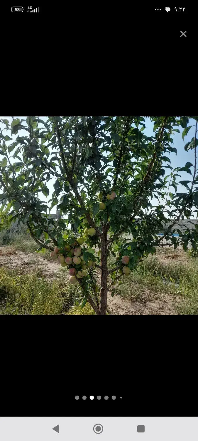 باغ در اراضی یکان روبروی سردخانه کلانتری|فروش خانه و ویلا|مرند, |دیوار