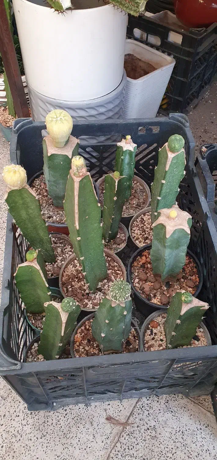 گیاه کاکتوس آستریاس افوربیا|گل و گیاه طبیعی|تهران, ائمه اطهار|دیوار