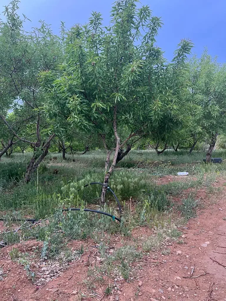 باغ بادام شوراب صغیر منطقه پل زمانخان|فروش دفتر صنعتی، کشاورزی، تجاری|سامان, |دیوار