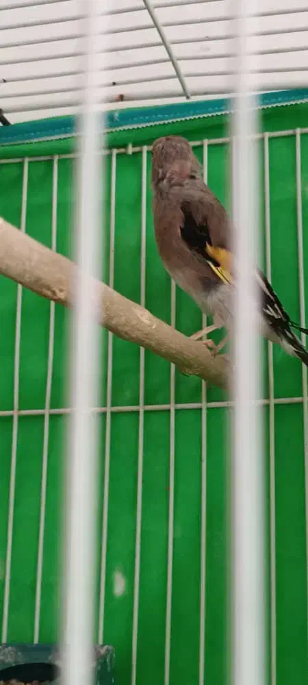 سلام یک عدد وسهره ماده|پرنده|کرمان, |دیوار