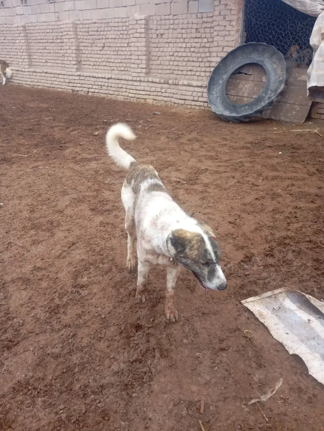 سگ گله ای|سگ|خوشاب, |دیوار