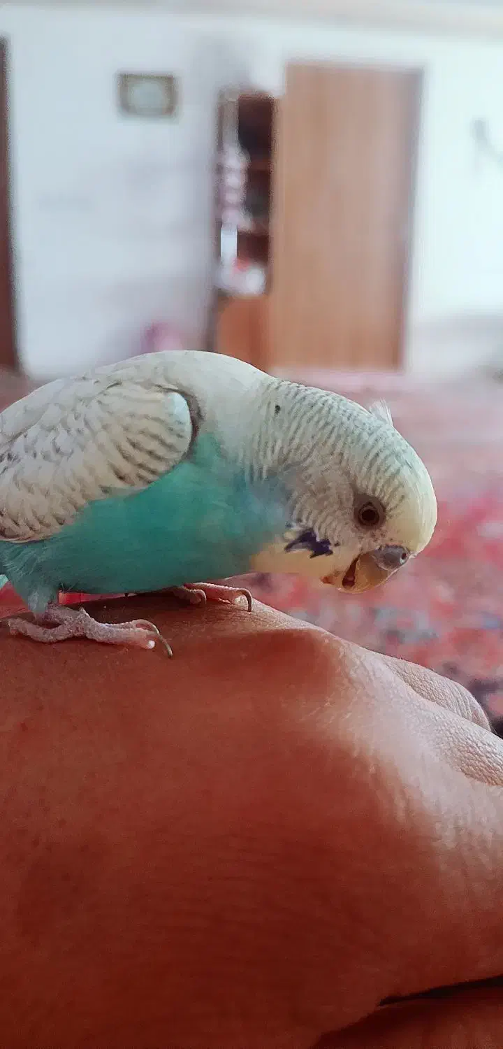 مرغ عشق شش ماهشه|پرنده|ساوه, |دیوار